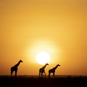 78 MARA SUNRISE by David Barker - HIGHLY COMMENDED