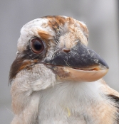 05 HELLO I AM A KOOKABURRA by Colleen Costick
