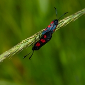 21 SEVEN-SPOT BURNET MOTHS by Joselyne Horne