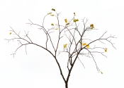 36 LAST LEAVES OF AUTUMN by Mike Robinson - HIGHLY COMMENDED