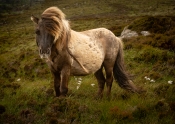 54 WIND SWEPT by Sandy Wyndham