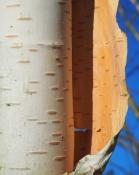PEELING BIRCH BARK by John Dutton