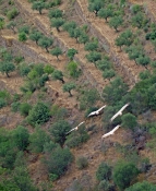 02 EGYPTIAN VULTURES OVER OLIVE TERRACES PORTUGAL by John Dutton