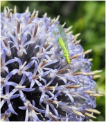 LACEWING by John Dutton