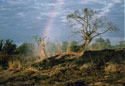 Early Morning, Zambia