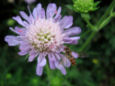 Hover fly on flower
