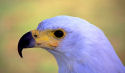 Sea Eagle