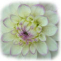 Dahlia