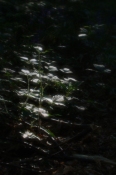 20 05 09 MILLPOND WOODS 56