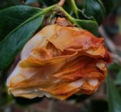 CAMELLIA NUCCIOS PEARL