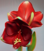 HIPPEASTRUM RED LION - ANAGLYPH STEREO