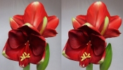 HIPPEASTRUM RED LION - SIDE BY SIDE STEREO