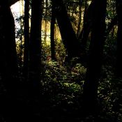 MILLPOND WOODS