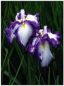 Irises