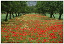 Mediterrania