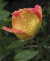 ROSE IN THE RAIN