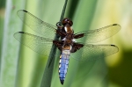 Blue Dragonfly - Libellula Depressa