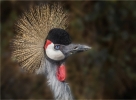 Grey Crowned Crane