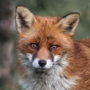 Red Fox, Red Fox Burning Bright