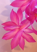CACTUS IN BLOOM by Herbert Inglin