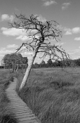 GONE WITH THE WIND by Pat OBrennan