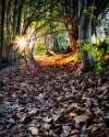 Enchanted Pathway, Lamberhurst