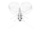 Little Lacewing