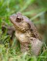 Toad in a Hole