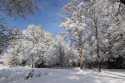 Winter, Tunbridge Wells Common, Kent