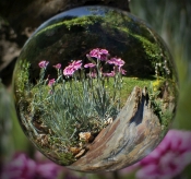 GARDENING IN A BUBBLE