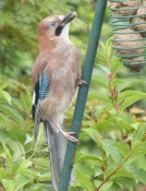 JUVENILE JAY