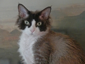 OLIVER